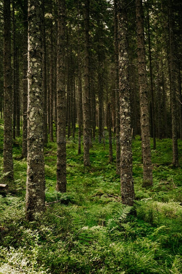 Bielovodská dolina vo Vysokých Tatrách na Slovensku. Slovenská krajina.