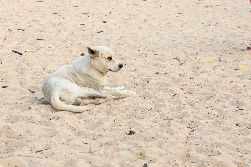 White dog on the sand courts and poor eyesight. White dog on the sand courts and poor eyesight.