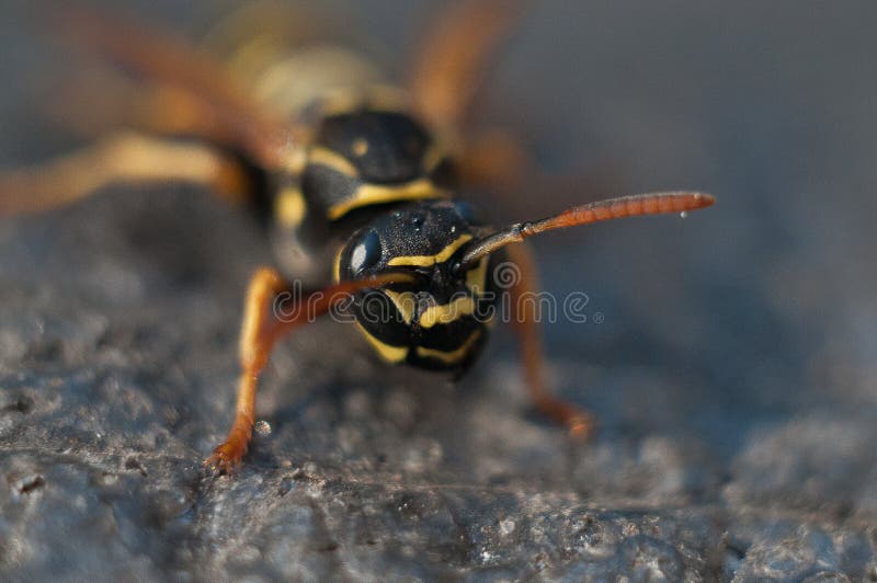 Biene lizenzfreies stockbild
