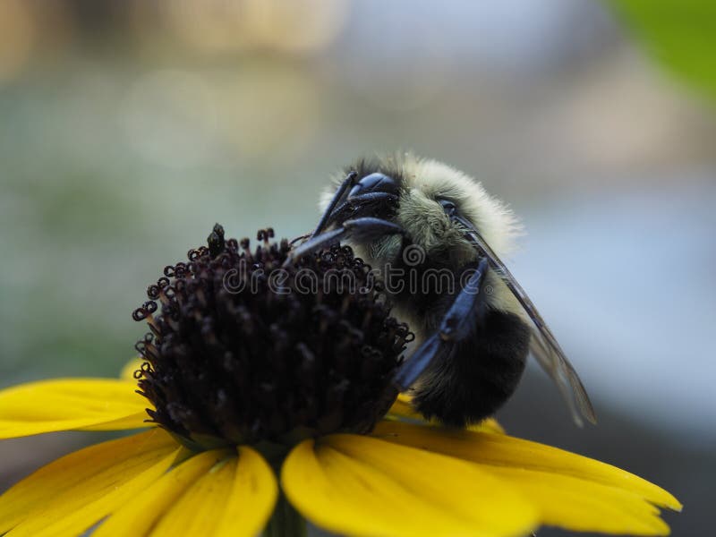 Biene auf Blume lizenzfreie stockfotos Biene auf Blume lizenzfreie stockfotos