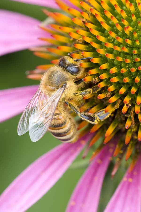 Furry bee working on the flower macro. Furry bee working on the flower macro