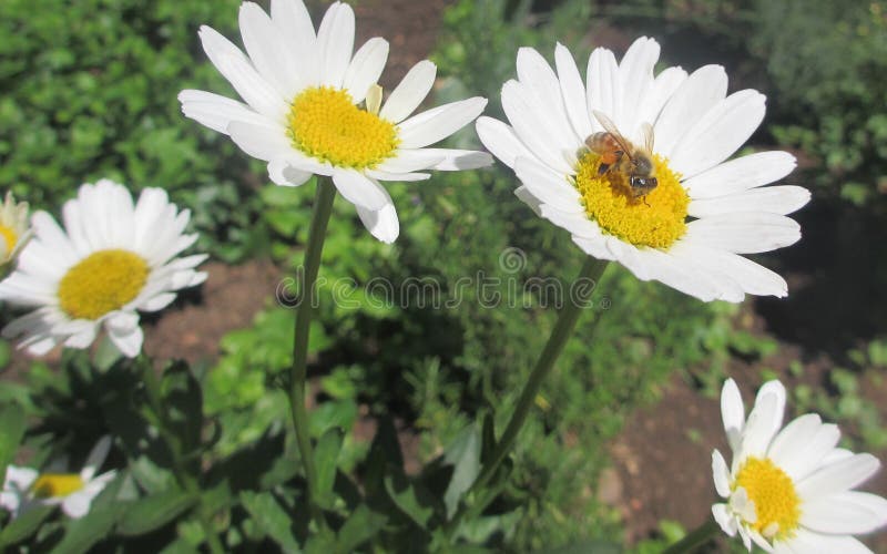 Biene auf einer Blume lizenzfreie stockbilder Biene auf einer Blume lizenzfreie stockbilder