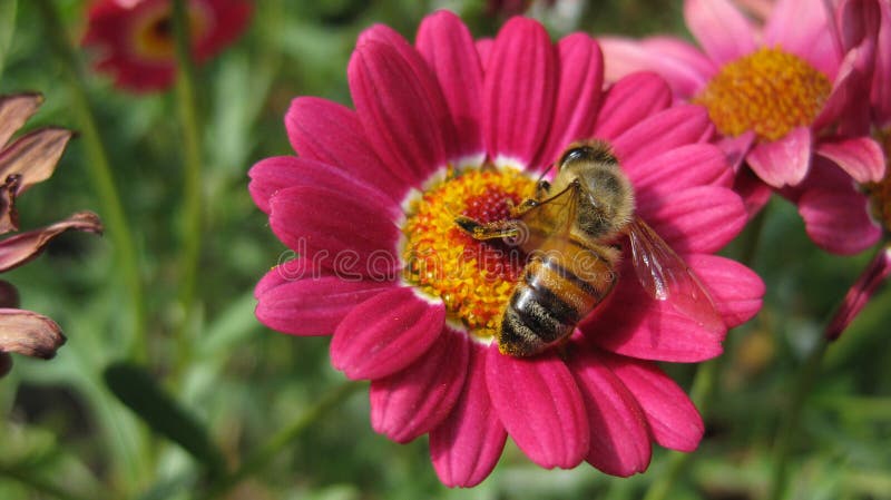 Biene auf einer Blume lizenzfreie stockbilder Biene auf einer Blume lizenzfreie stockbilder