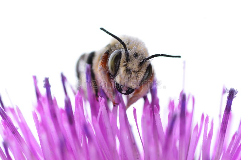 Biene auf einer purpurroten Distel-Blume lizenzfreie stockfotos Biene auf einer purpurroten Distel-Blume lizenzfreie stockfotos