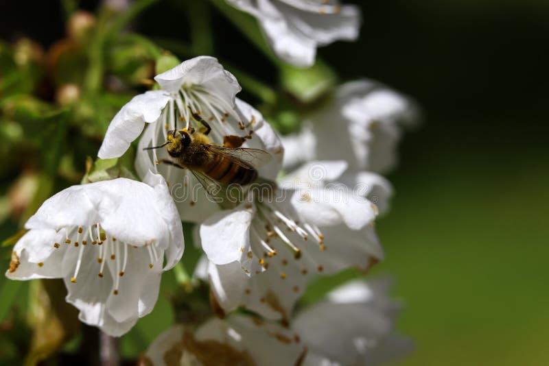 Biene auf Kirschbl?te stockfotos Biene auf Kirschbl?te stockfotos