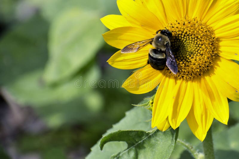 Biene, die Blütenstaub auf einer Sonnenblume sammelt lizenzfreie stockbilder Biene, die Blütenstaub auf einer Sonnenblume sammelt lizenzfreie stockbilder