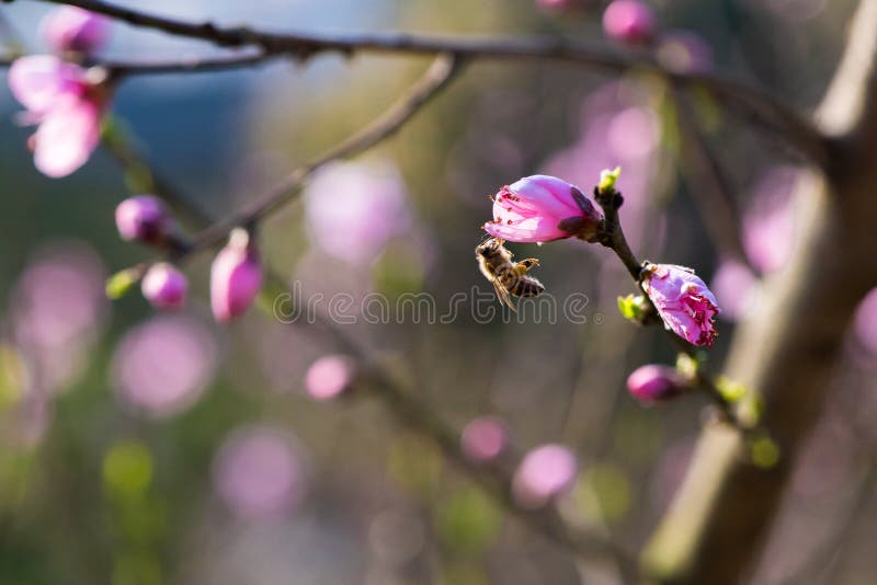 Biene, die Honig erfasst