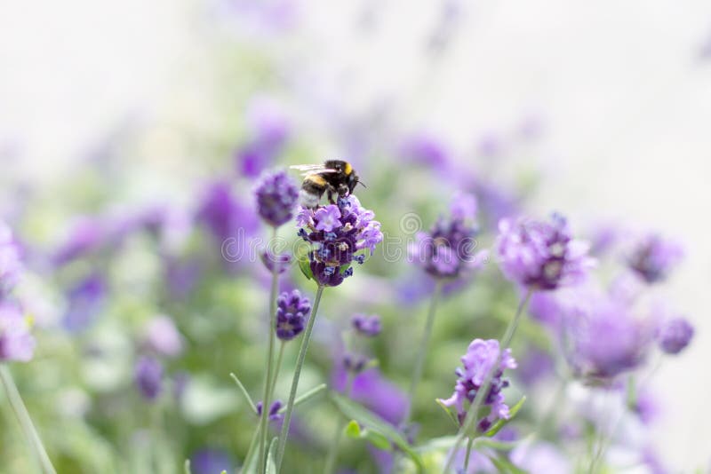 Biene erfasst Nektar auf dem Lavendel-Feld. Biene auf dem Lavendel Hintergrund Kopieren Sie Platz