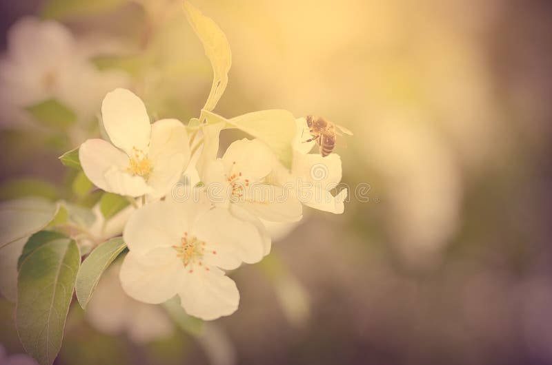 Biene sammeln Honigvorfrühling lizenzfreies stockbild Biene sammeln Honigvorfrühling lizenzfreies stockbild