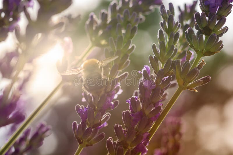 Biene sammelt Blütenstaub im Sonnenschein auf einer Lavendelblüte lizenzfreie stockbilder Biene sammelt Blütenstaub im Sonnenschein auf einer Lavendelblüte lizenzfreie stockbilder