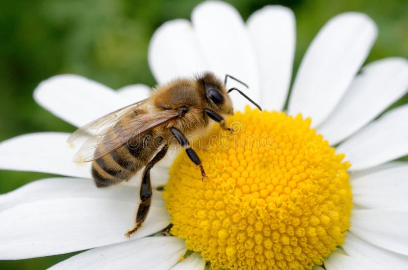 Biene und die Blume