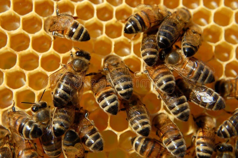 Bienen auf Bienenwabe stockfoto Bienen auf Bienenwabe stockfoto