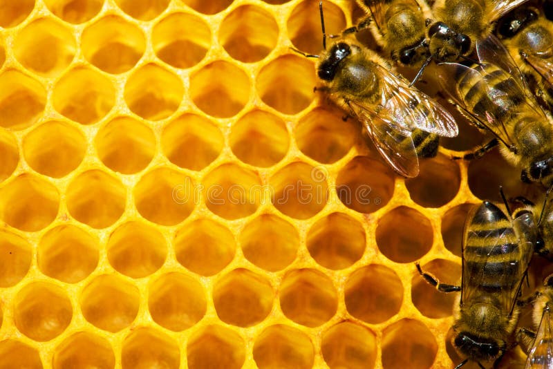 Bienen auf Bienenwabe