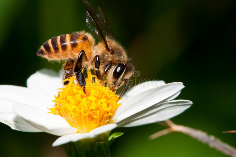 Bienen-Bestäubung