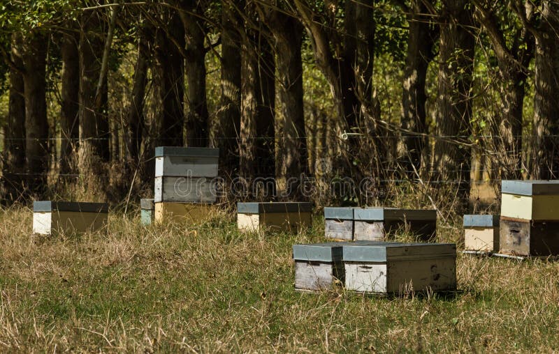Bienenstöcke lizenzfreies stockbild