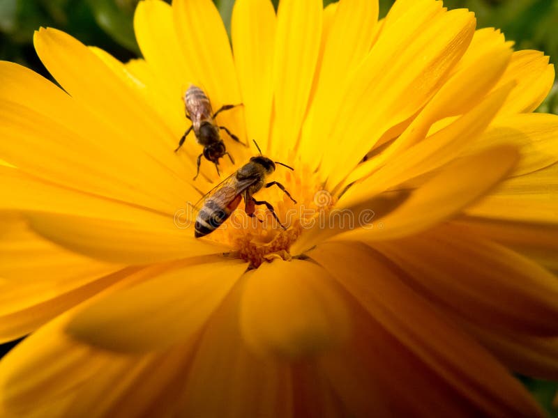 Bienen, die Blütenstaub montieren