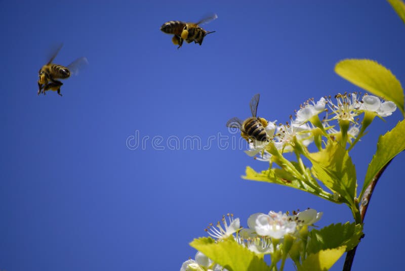 Several Honey Bees Flying Around Flowers. Several Honey Bees Flying Around Flowers