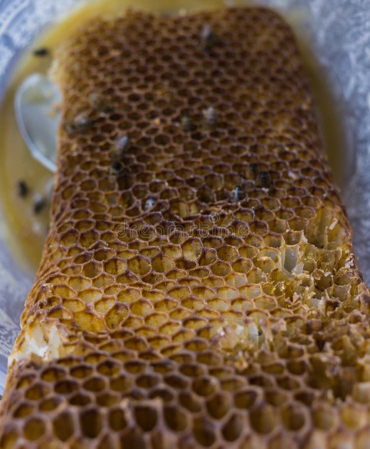 Bienen Essen Den Letzten Honig Von Den Bienenwaben Stockbild Bild Von Letzten Bienenwaben