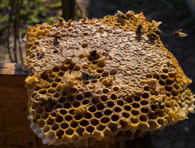 Bienen Essen Den Letzten Honig Von Den Bienenwaben Stockbild Bild Von Letzten Bienenwaben