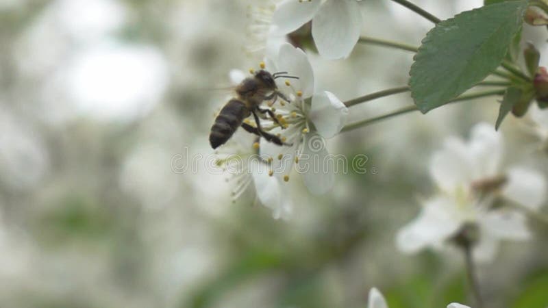 Bienen fliegen zu blühendem Baum, Zeitlupe