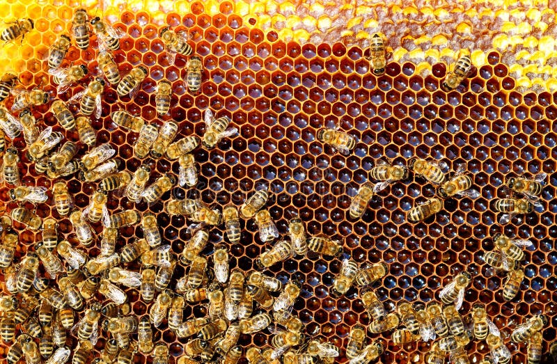 Bienen Im Bienenstock Wandeln Nektar In Honig Um Bienenwabe Stockfoto Bild Von Wandeln Nektar
