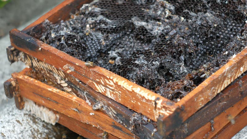 Bienen nehmen, essen Honig und Wachs von den alten Rahmen