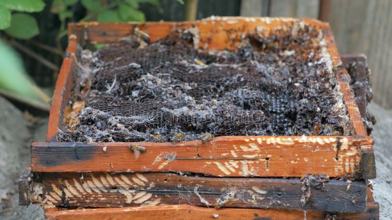 Bienen nehmen, essen Honig und Wachs von den alten Rahmen