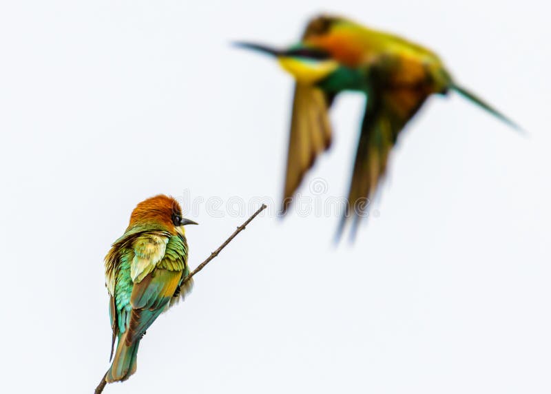 Bienenesser Vogel lizenzfreie stockbilder Bienenesser Vogel lizenzfreie stockbilder