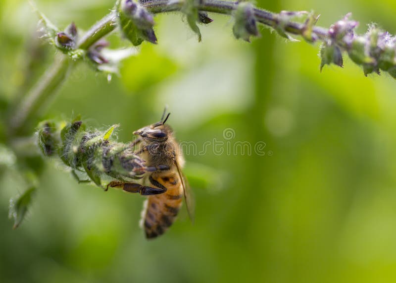 Bienenrest auf wilder Blume lizenzfreie stockbilder Bienenrest auf wilder Blume lizenzfreie stockbilder