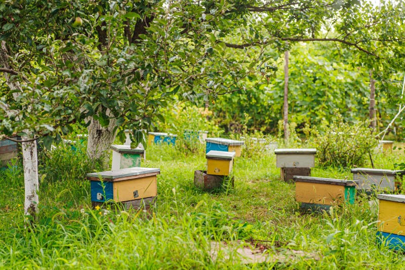 36+ neu Bild Bienenschwarm Im Garten / Bienenschwarm im