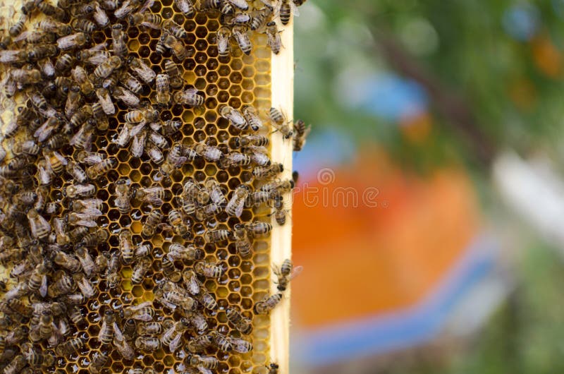 Bienenvolk Auf Den Bienenwaben Imkerei Und Erhalten Honig Bienenstock ...