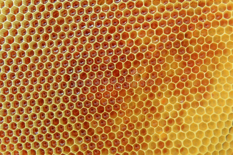 bienenwabe lizenzfreie stockfotografie bienenwabe lizenzfreie stockfotografie
