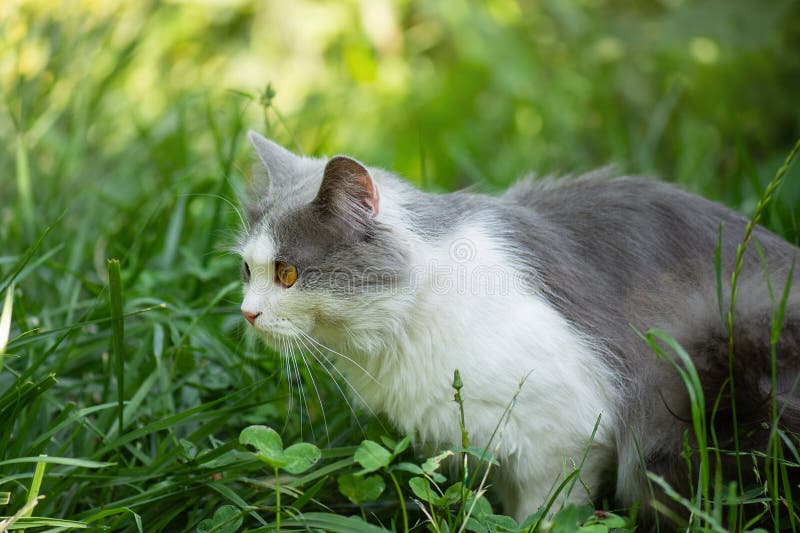 Bienfaits pour la santé des promenades avec animaux de compagnie curieux. chat veut sortir dans le jardin photos stock Bienfaits pour la santé des promenades avec animaux de compagnie curieux. chat veut sortir dans le jardin photos stock