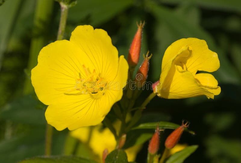 Biennis del Oenothera fotografia stock Biennis del Oenothera fotografia stock