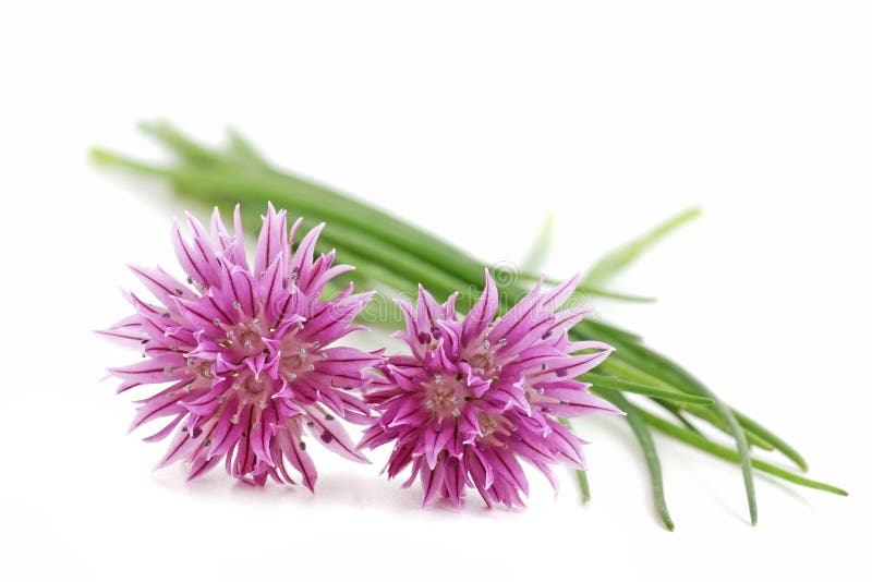 chives with flower on a white background. chives with flower on a white background