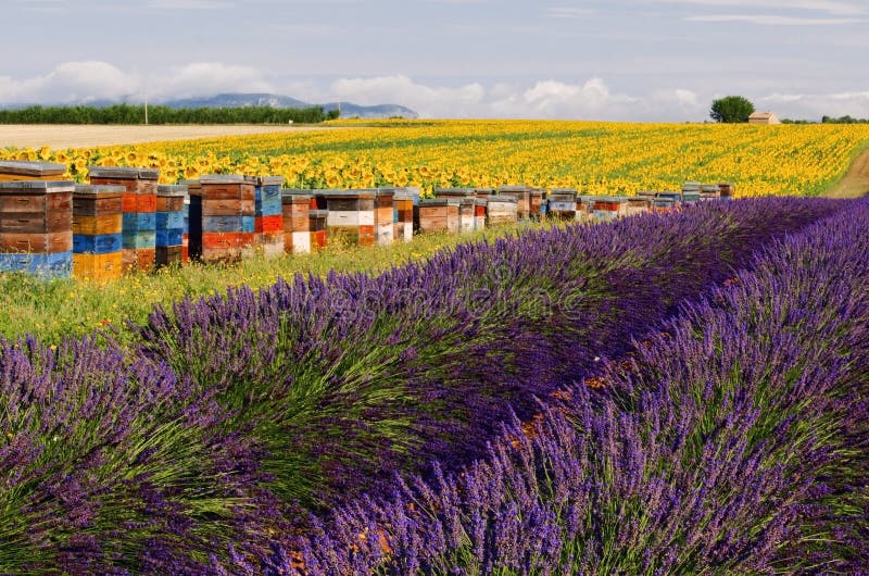 Biet gå in i kupan fodersolros- och lavendelfält på platån De Valensole fotografering för bildbyråer