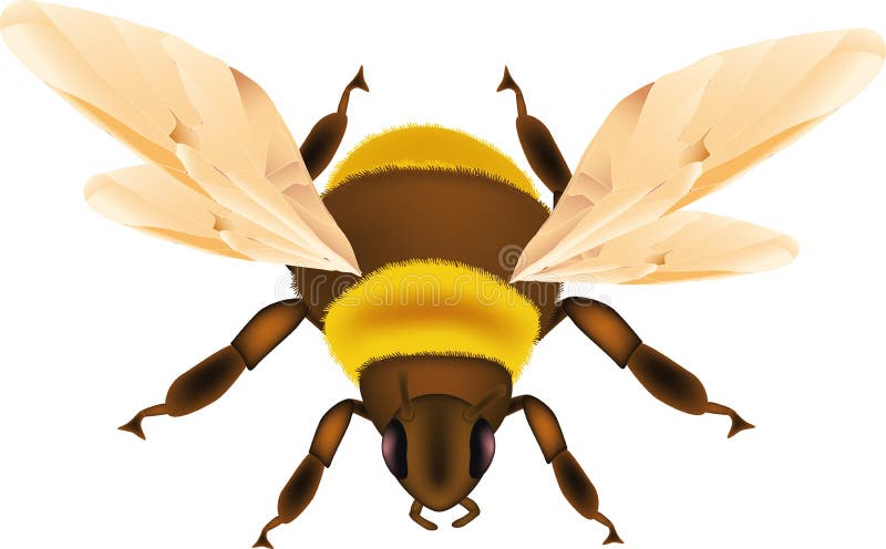 Insect bumble bee aggression animal. Insect bumble bee aggression animal