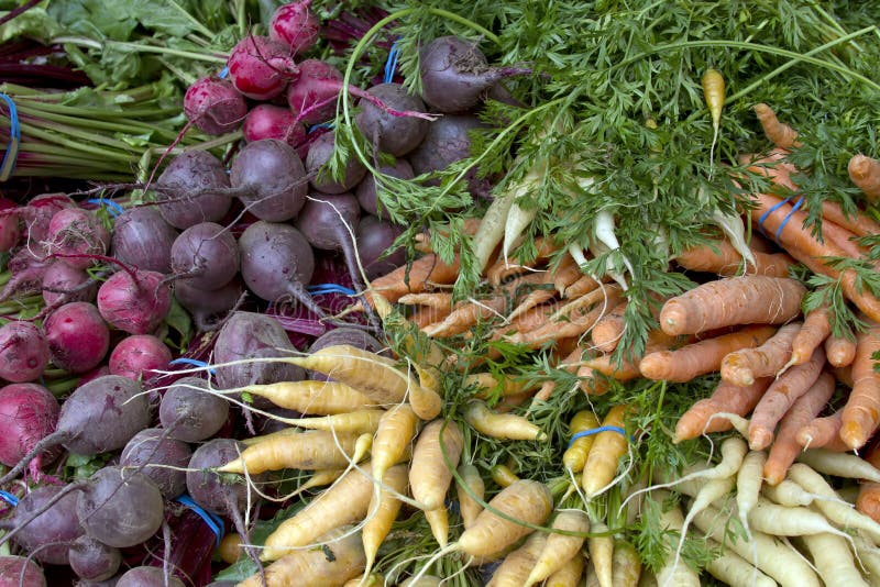 Beets and Carrots in Vegetable Stand at Farmers Market. Beets and Carrots in Vegetable Stand at Farmers Market