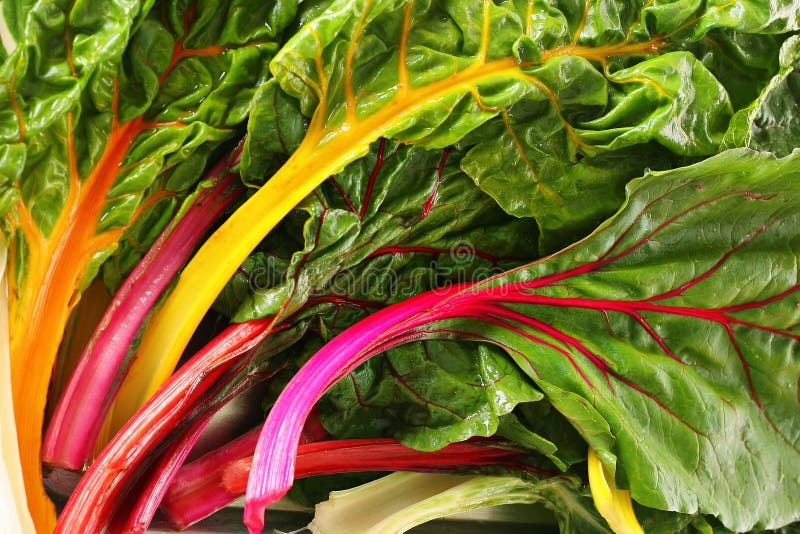 Shot of rainbow chard background. Shot of rainbow chard background