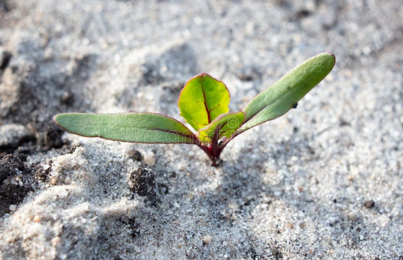 Bietole verdi in primavera. fotografia stock libera da diritti