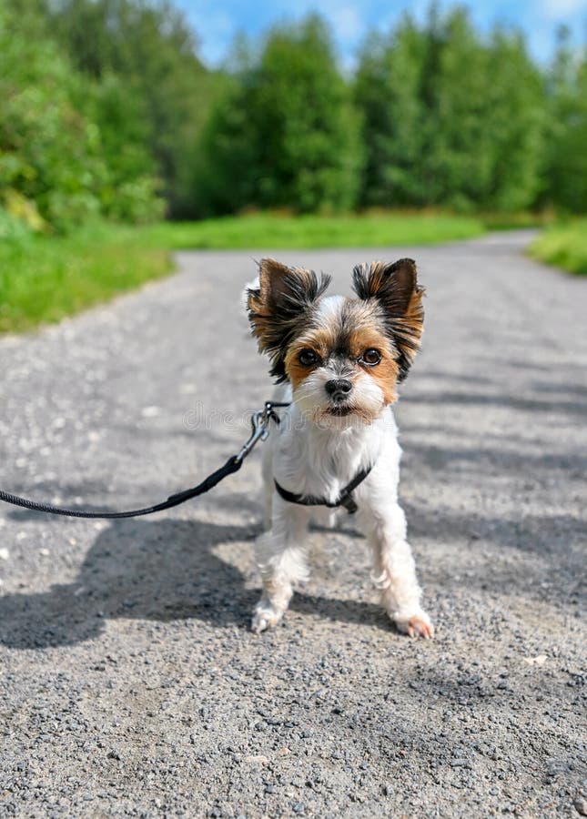 Biewer Terrier dog standing on walkway against green space background