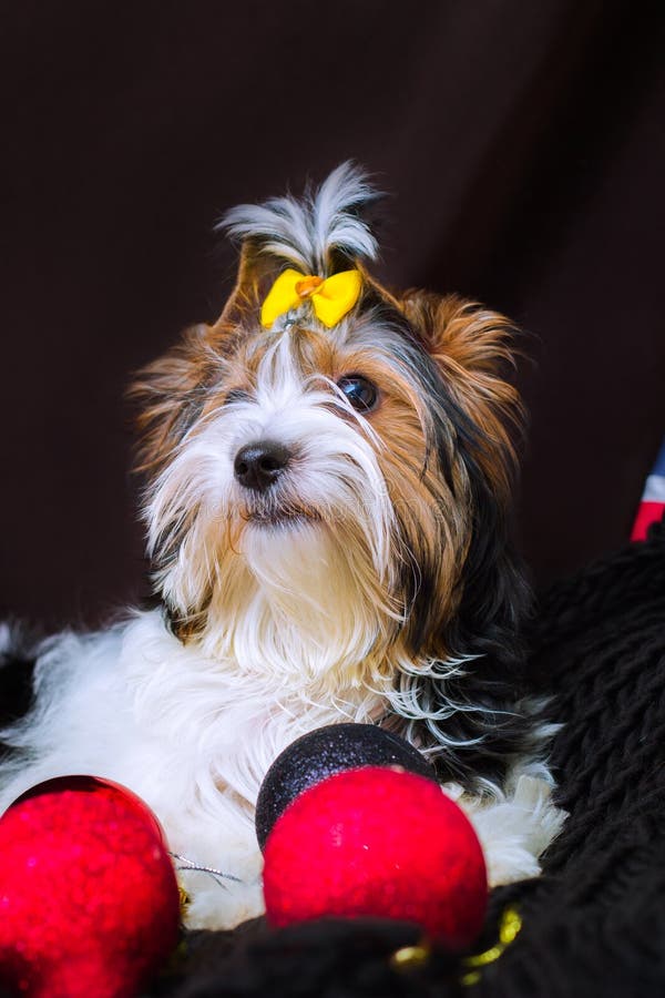 Biewer Yorkshire  Terrier stock image Image of terrier 