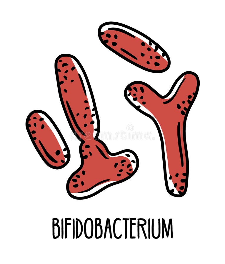 Bifidobacterium Anaerobic Bacteria in the Human Intestinal Microflora