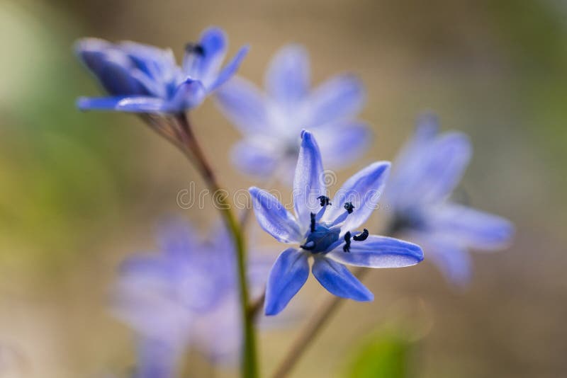 Bifolia de Scilla, esquila alpina, esquila de la dos-hoja foto de archivo libre de regalías Bifolia de Scilla, esquila alpina, esquila de la dos-hoja foto de archivo libre de regalías