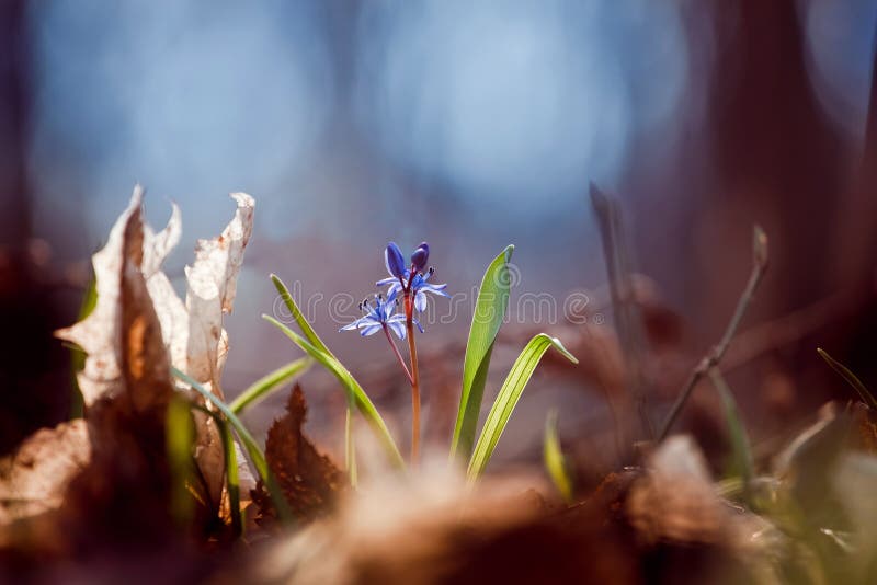 Bifolia l Scilla завода Squill получая через упаденные листья к теплому солнцу весны в лесе, фото макроса стоковое фото rf