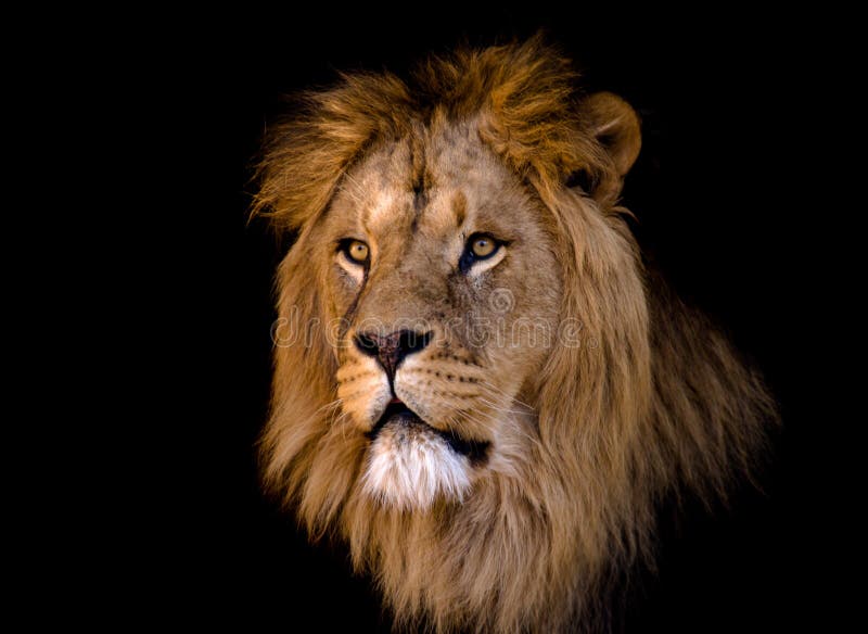 Big african male lion