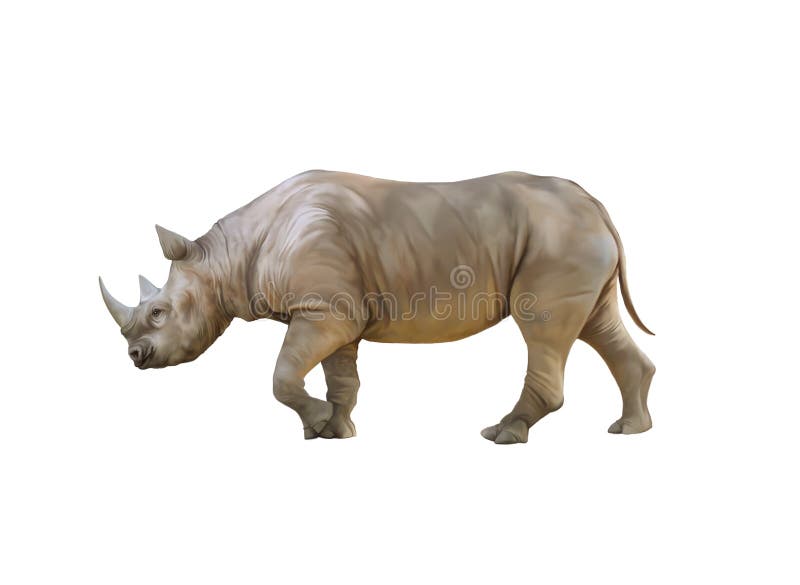 Big african Rhino, Rhinoceros