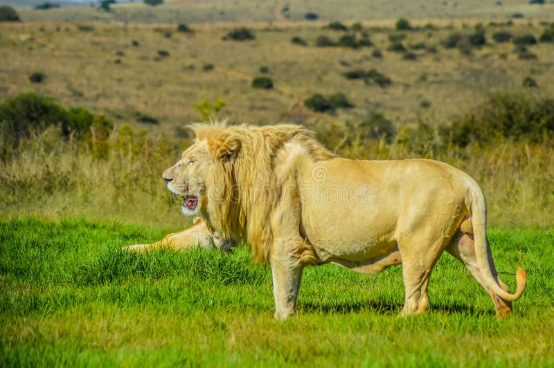 white lion pride white lion pride