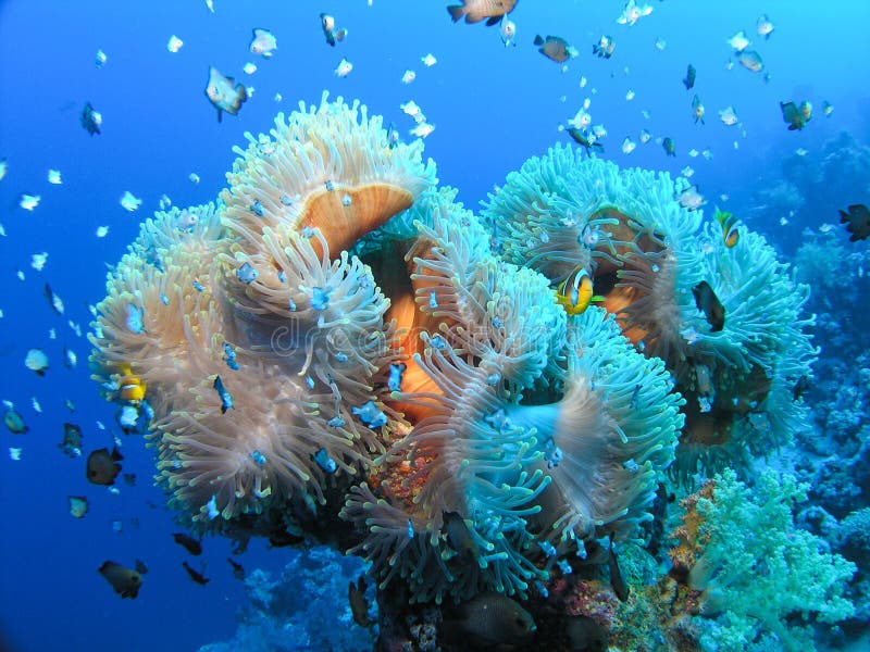 Big amphiprion with Anemone fish