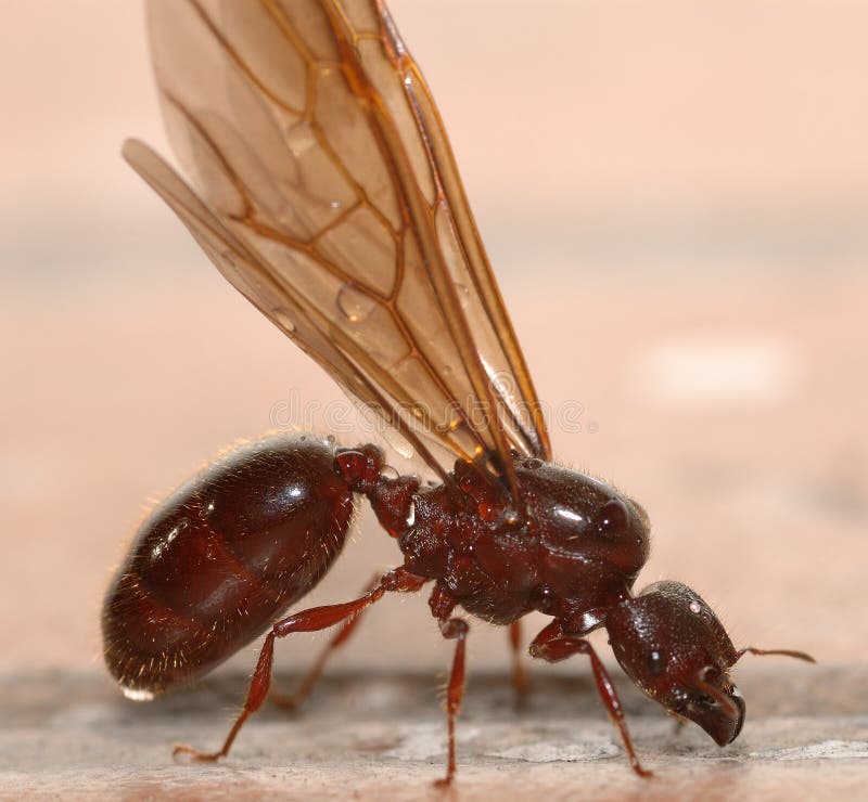 Si tratta di una grande formica con le ali,